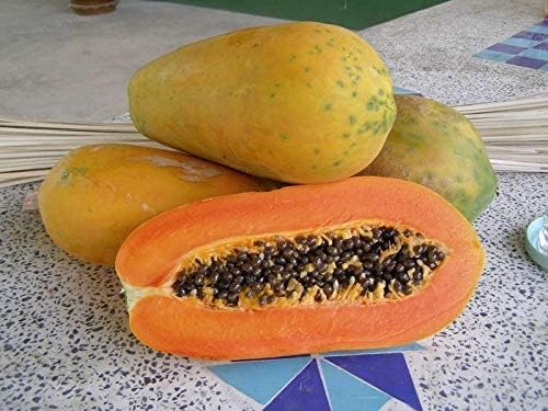 HOT!! - 50 Seeds Red Lady Papaya Seed, Very Sweet Flesh 100% Original