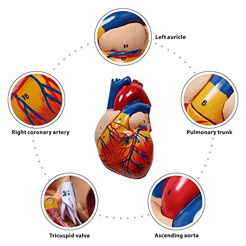 Aliwovo Anatomical Heart Model Life Size Human Heart Model Anatomy Used For Medical Education Study Include Detailed Instructions #TOP3