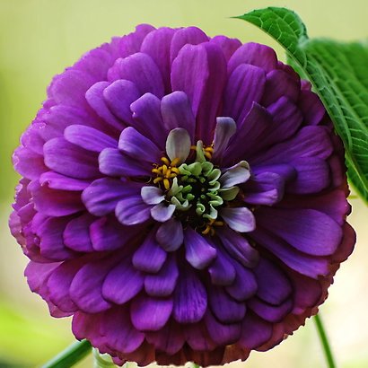 Biocarve Seeds Zinnia elegans Purple- Pack of 100 Seeds (B01ASWP9RS) Amazon Price History, Amazon Price Tracker