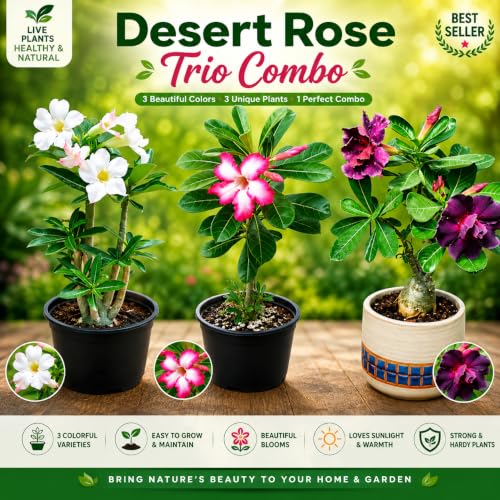 Image of EXOTIC LIVE Premium Live Adenium Desert Rose Plant (PACK OF -3) - Striking Flowering Succulent for Indoor /Outdoor - Unique Bonsai Houseplant with Thick Caudex
