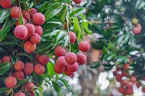 Mphmi Dwarf Lychee Litchi Fruit Plant, 1 Layering Live Plant In Polybag (B08T5YHK5M) Amazon Price History, Amazon Price Tracker