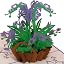 Orchid | Purple
