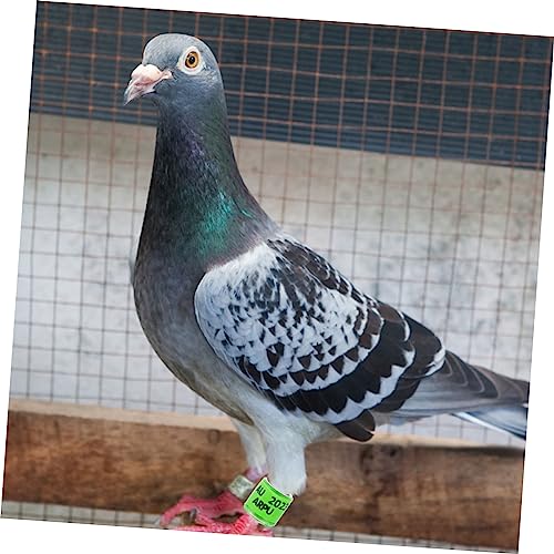WOONEKY 100 Pçs Pombo Tornozeleira 2023 Bandas De Perna De Pombo Pequenos Anéis De Pássaro Anel De P