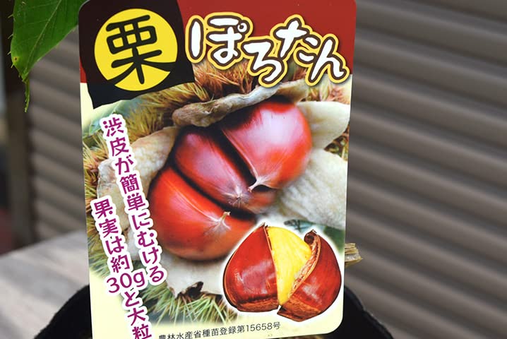 Amazon.co.jp: 栗苗 ぽろたん栗 ポロタン栗 : DIY・工具・ガーデン
