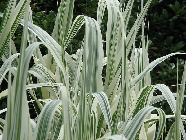 Arundo Donax Variegata | Variegated Spanish Cane| 9cm Potted Plant :  Amazon.co.uk: Garden