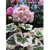 Generic 100 stuks Geranium Boomzaad Geranium Meerjarige Bloemzaden