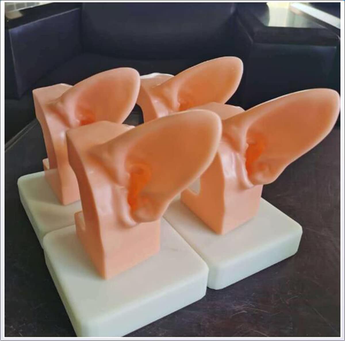 Modello Anatomico Della Struttura Dell'Orecchio Del Cane - Modello Anatomico Dell'Organo Animale Dell'Orecchio Del Cane - Per Lo Studio Veterinario Insegnamento Del Modello Medico Forniture Di Labora