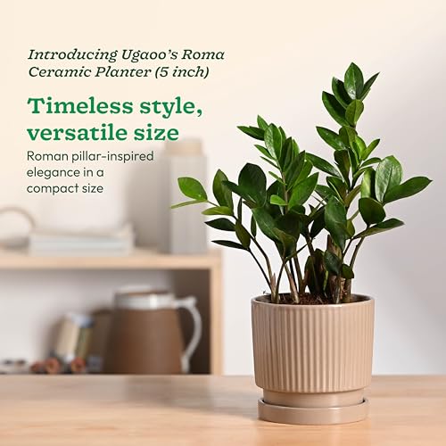 Image of UGAOO Roma Ceramic Pot for Indoor Plants, 5 Inch - Curtain Brown