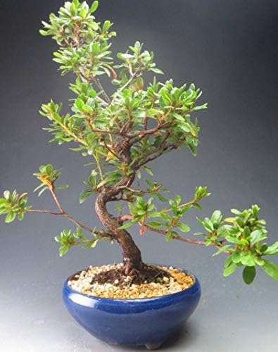 Amazon 盆栽 花芽付き 皐月 さつき 緋梅 現品 19春開花予定 観葉植物 オンライン通販