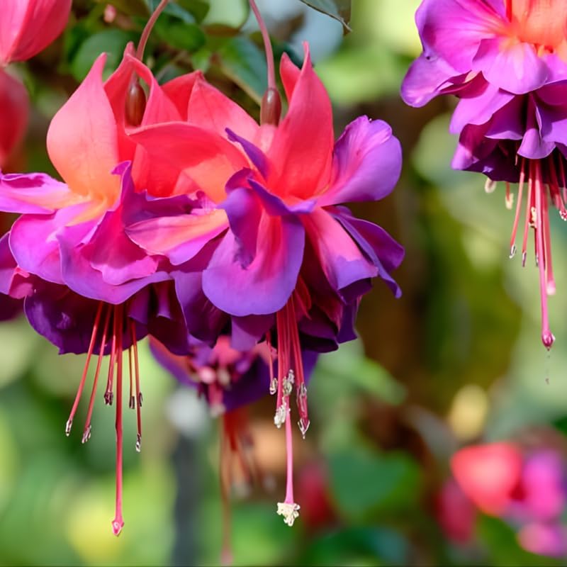 Fuchsia Plants Live, Dark Blue & Red Fuchsia, 6-12 Inch Tall, Blue Eye Variety, Trailing Flowering Plant, Fast Growing, Ideal for Hanging Baskets