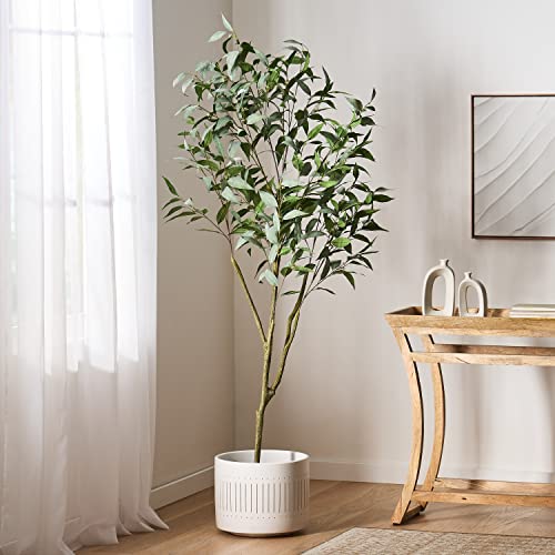 Best Eucalyptus For Bonsai