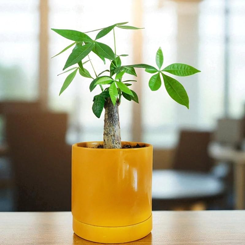 その他観葉植物 Latte 1点もの】観葉植物 パキラ ミルキーウェイ 8号｜PlantHunt
