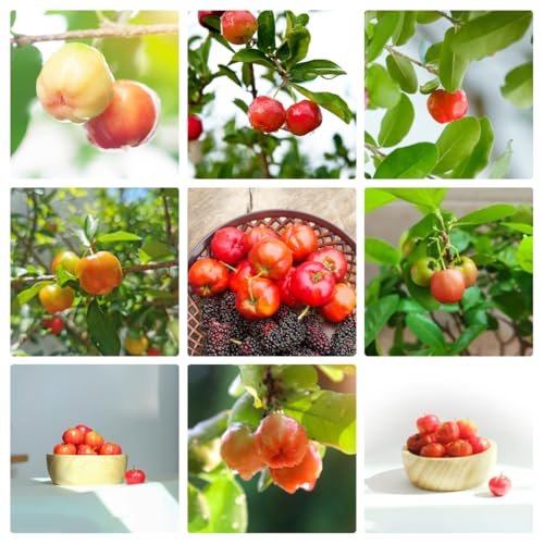 Semillas de acerola (cereza acerola), de jardín, plantas de jardín árboles frutales, plantas resistentes al aire libre Jardín de flores, regalos para los amantes de la 150pcs