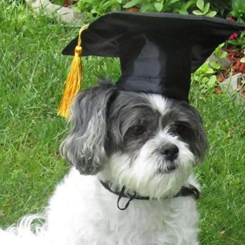 Gorro de graduación para perros y gatos con borla amarilla miniatura 4
