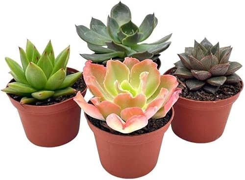 Echeveria - Surtido de suculentas, 3 pulgadas en maceta