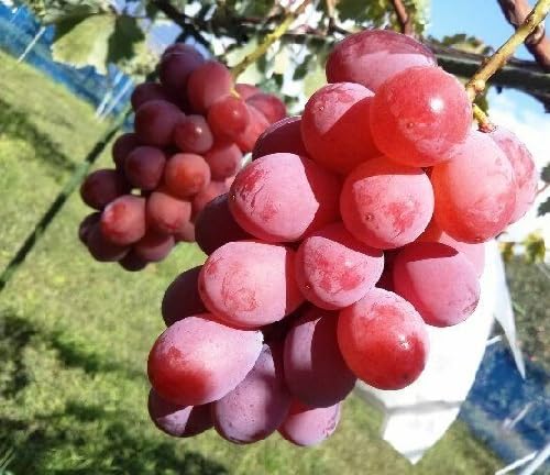 Grapes Fruit Seeds 80pcs Red