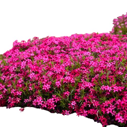 Phlox Subulata Red Wings – Pixies Gardens