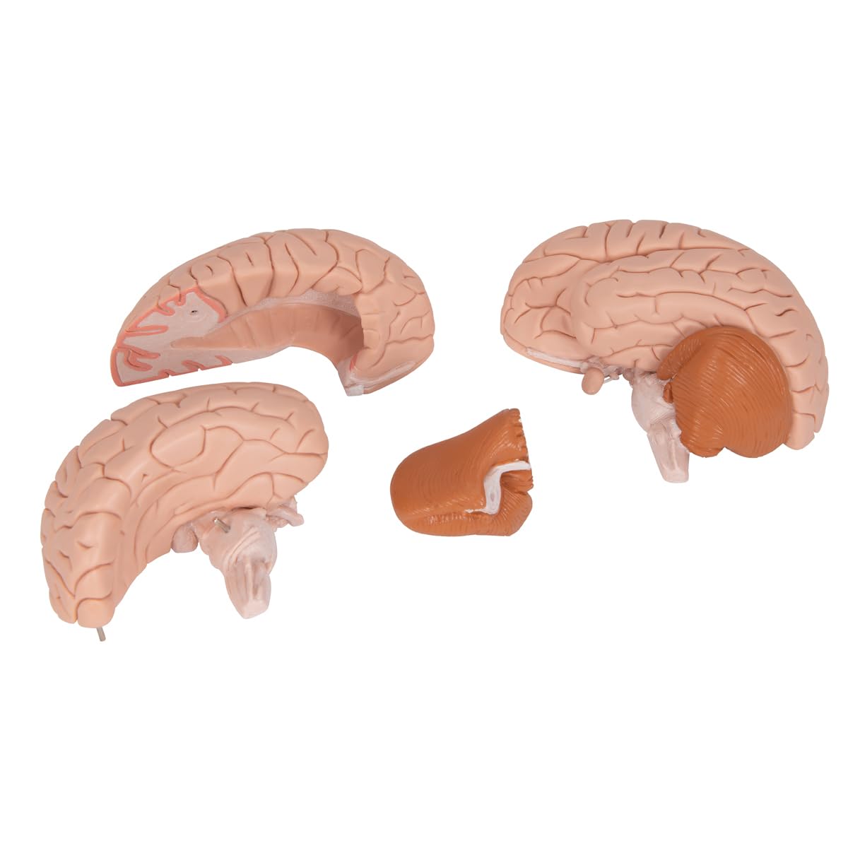 3B Scientific C16 Encéfalo Clásico, desmontable En 4 Piezas + App de anatomía gratuita - 3B Smart Anatomy