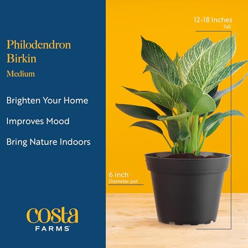 Costa Farms Live Indoor Philodendron Birkin Plant, Live Houseplant in Decor Planter, Trending Tropicals Collection, Great Mother\'s Day Gift, Tropical Décor, 12-Inches Tall - Thumbnail 4