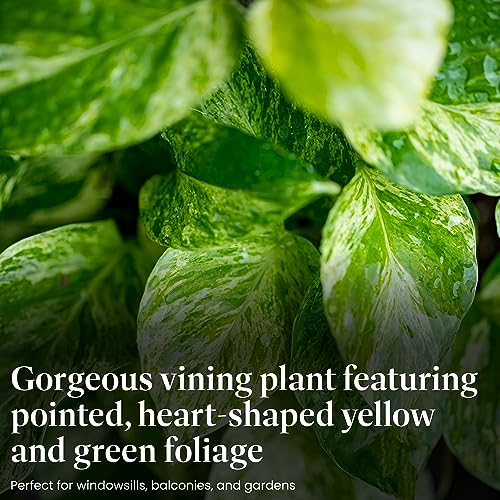 Image of American Plant Exchange Golden Pothos - 6-Inch Pot - Live Easy Care Vining Houseplant, Air Purifying Indoor Plant for Home, Office, or Garden Decor