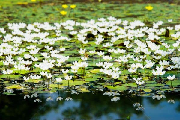 Floating Plants for Water Gardens and Ponds (Water Snowflake)