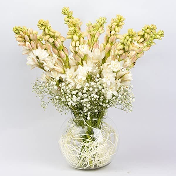 Image of Live Green Flower Bulb Tuberose /Rajnigandha Single /Double Petal Fragrance For Home Gardening (Set Of 2 Bulb)