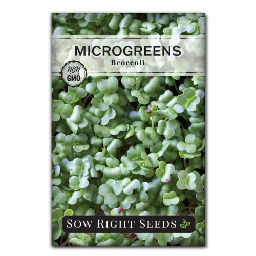 Sow Right Seeds - Broccoli Microgreen Seed for Growing - Instructions to Grow Your Own Delicious and Healthy Microgreens - Plant Indoors with no Special Equipment - Super Easy Superfood Sprouts