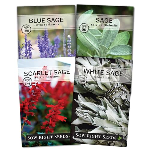 Sow Right Seeds - Sage Seed Collection - Salvia Seeds for Planting Indoors & Outdoors - Common Blue Scarlet & White - Non-GMO Heirloom Varieties - Grow Aromatic Herb Garden - Herbal or Culinary Use