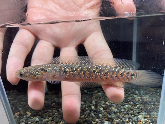 Amazon | （熱帯魚）レッドコウタイ スターダスト1匹（スネークヘッド