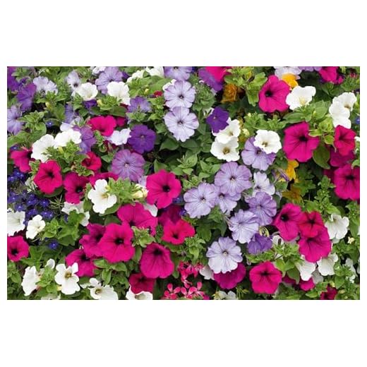 Fiori per balconi estivi: il tuo spazio outdoor in un'oasi di colore 2 Semi fiori PETUNIA PENDULA BALCONI MIX In Busta Ermetica MADE IN ITALY Qualità superiore con 95% di germogliazione con istruzioni