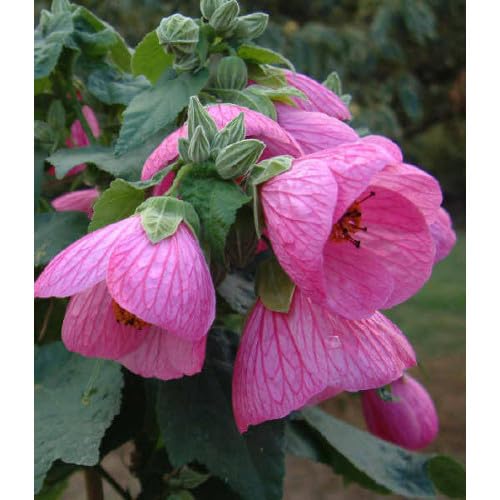 BeGrin Pink Lantern Hibiscus live Plant Lanthana Joba Hanging Hibiscus schizopetalus Spider Hibiscus Fringed rosemallow Japanese Lantern Coral Hibiscus live Plant Healthy Cutting Plant Pack of 1 (B0D272H2Q4) Amazon Price History, Amazon Price Tracker