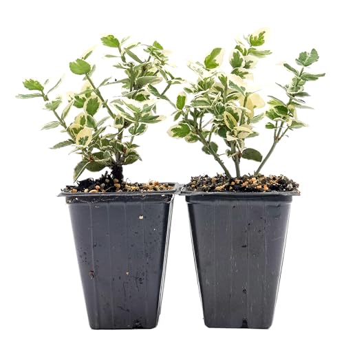 2 Emerald Gaiety Euonymus in 3.5” Nursery Cubes (Euonymus fortunei ‘Emerald Gaiety’) | Dense, Low-Growing Evergreen Shrub with Variegated Green and Cream Foliage | Live Starter Plants