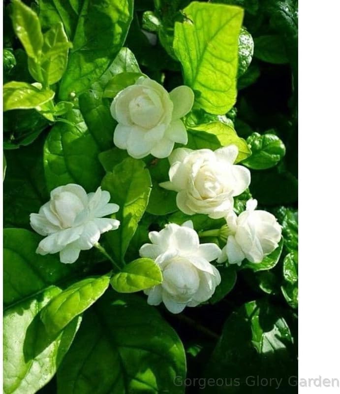 Live Mogra' Jasmin Mogra (Pack of 1 Healthy Live Plant) | With Nursery Grower's Bag/Pot For Garden,Home,Tarrece Decor Live Plant