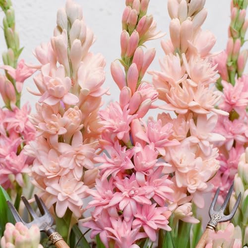 Hermoso nardo, bulbo resistente, perenne, romántico, regalo, decoración de interiores, jardín.-6 bulbo-C