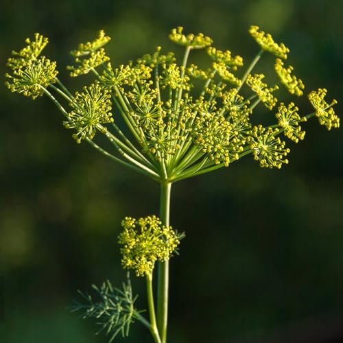 100 pcs dill samen mehrjährig winterhart - Anethum graveolens - kräuter pflanzen seed, dillsamen, kräutergarten hochbeet winterharte pflanzen für balkon, samen geschenk gartenblumen – Bild 3