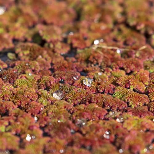 Comprar semillas de lenteja de agua (Lemna minor) lenteja agua para mini estanque flotantes cocina, balcón acuáticas, raras Decoración 150pcs