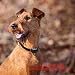 Nakosite PET2433 El Mejor Collar Anti-Ladridos, Collar Frena Ladridos. ajustable para perros...
