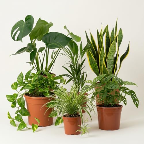 Ensemble de plantes “EasyCare” | Lot...