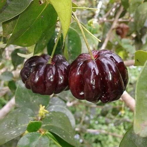 100pcs Black Surinam Cherry Fruit Seeds