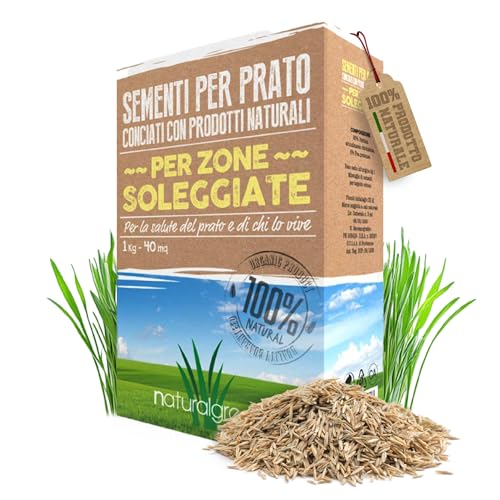 B4GREEN Semi Prato Resistenti (40m²) – Festuca Arundinacea per Zone Soleggiate – Prato Resistente a Sole e Siccità, Fitto e Verde Scuro – Crescita Affidabile e Duratura – Copertura Fino a 40m² 1kg