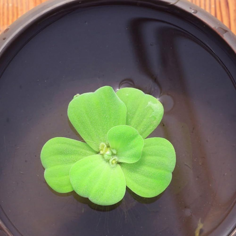 PERZOE 100 piezas de semillas de plantas, jacinto de agua Pistia Hottonia Ludwigia Pond Decor Semillas de plantas acuáticas G