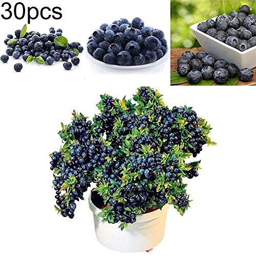 good01 30Pcs Outdoor Growing Blueberry Seeds Nutrition Fruit Tree Planting Seeds Home Garden Decor Blueberry Seeds