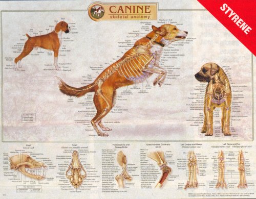 Canine Skeletal System Laminated Wall Chart K9 Dog Amazon Com Industrial Scientific