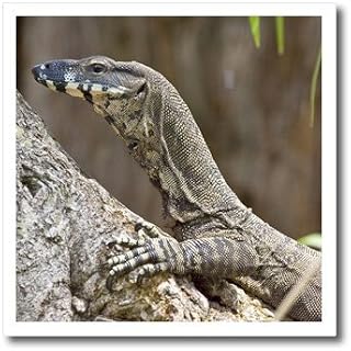 3dRose ht_84032_1 Lace Monitor, Lizard, Queensland, Australia - David Northcott - Iron on Heat Transfer for White Material, 8 by 8-Inch