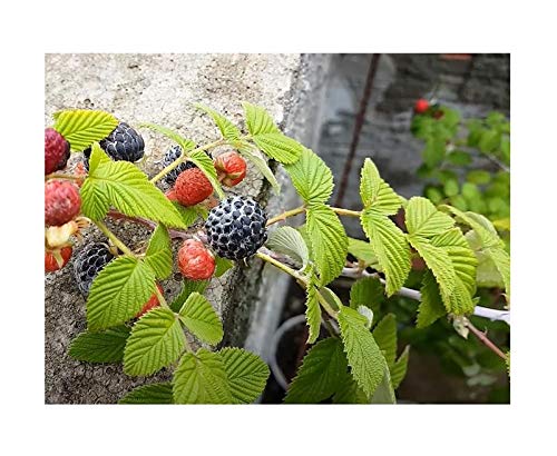 Pcs - 10x Rubus Niveus Raspberry Bush Garden Plants - Seeds B2256 & Plants Shop by Ipsa