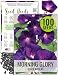 Seed Needs, Black Kniolas Morning Glory (Ipomoea purpurea) Twin Pack of 100 Seeds Each Untreated