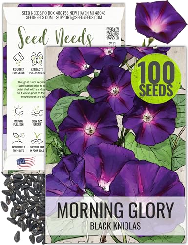 Seed Needs Black Kniolas Morning Glory Seeds for Planting - Heirloom & Open Pollinated Annual Vines - Cover a Fence or Trellis in Deep Purple Almost Black Flowers (1 Pack)