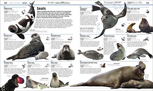 Ocean!: Our Watery World as You've Never Seen it Before