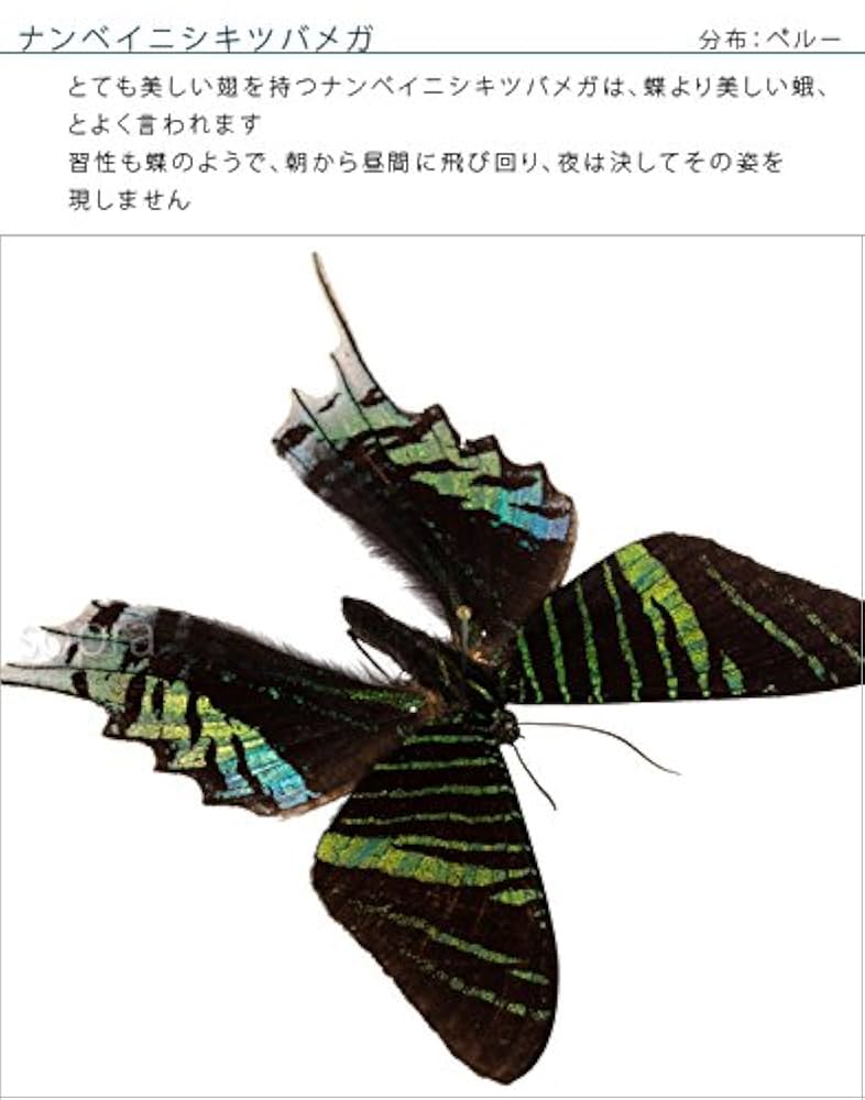 Amazon.co.jp: 蝶の標本 ナンベイニシキツバメガ Urania.sp