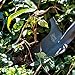 Radius Garden 22311 Root Slayer Nomad, Root Slayer Nomad, Red